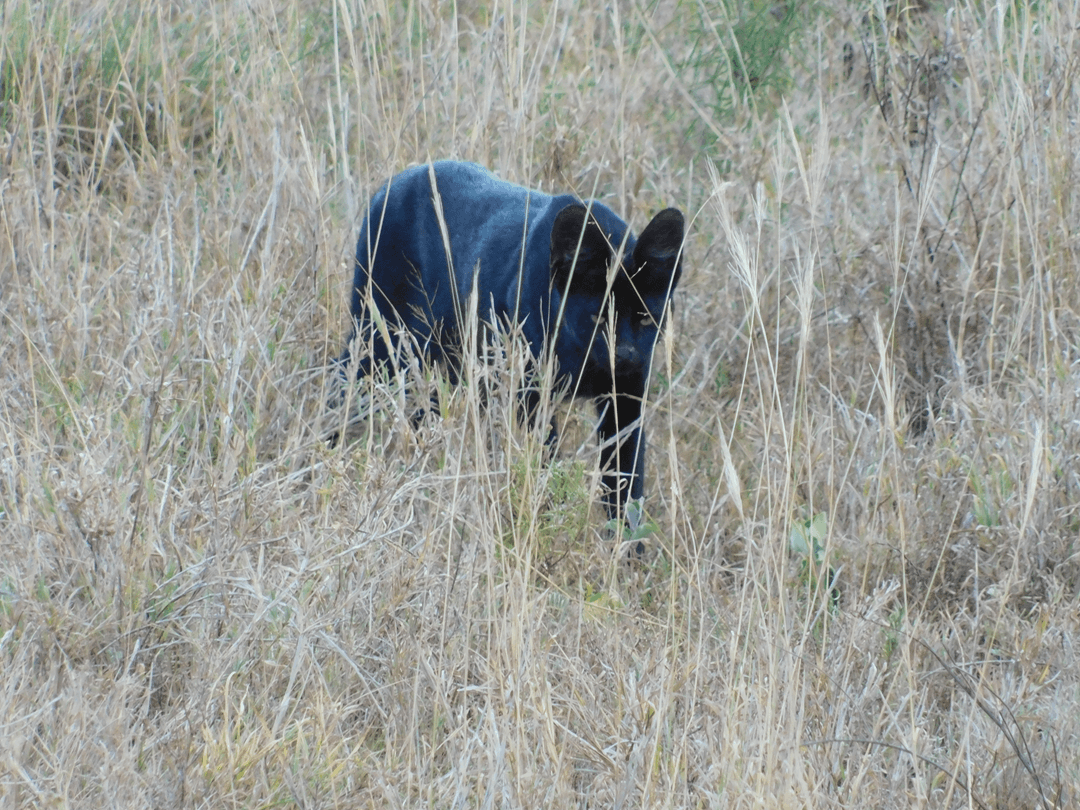 4 Tage / 3 Nächte Taita Hills Wildlife Sanctuary und Tsavo Ost